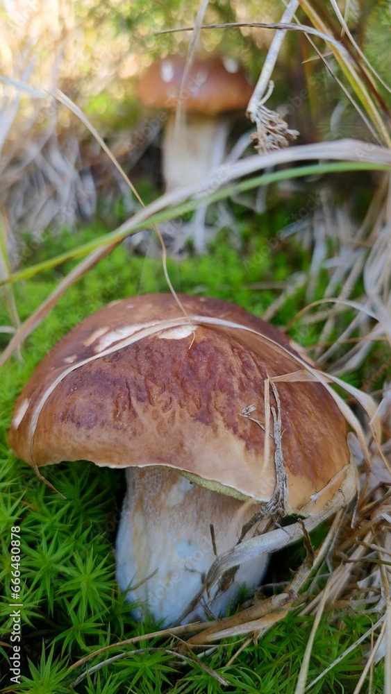 White autumn mushrooms grow in the grass in the forest White autumn mushrooms grow in the grass in the forest