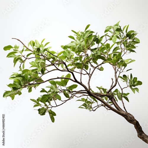 Branch With Leaves , Hd , On White Background 