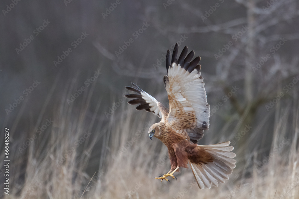 Obraz premium Flying Birds of prey Marsh harrier Circus aeruginosus, hunting time Poland Europe