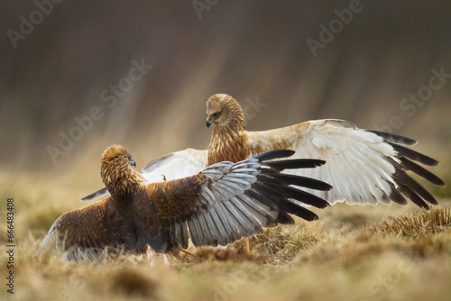 Flying Birds of prey Marsh harrier Circus aeruginosus, hunting time Poland Europe photo