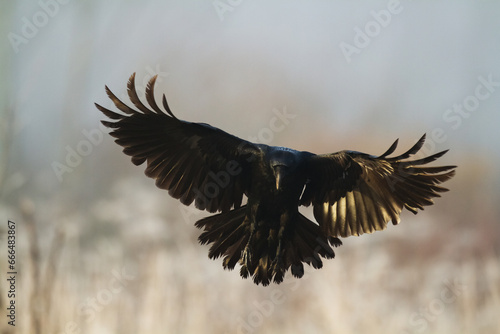 Bird Common Raven Corvus corax, dark style big black scary bird © Marcin Perkowski