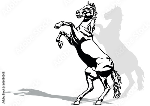 Drawing of Rising Horse on a Hind Legs - Black Illustration Isolated on White Background, Vector