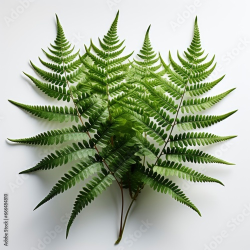 Flat Lay Fern Leaves, Hd , On White Background 