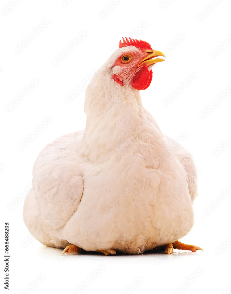 One white chicken.