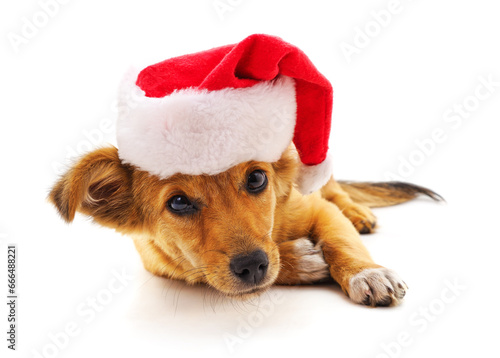 Dog in a Christmas hat. © voren1