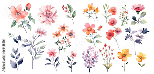 Watercolor flowers on a white background without shadows for illustration. photo