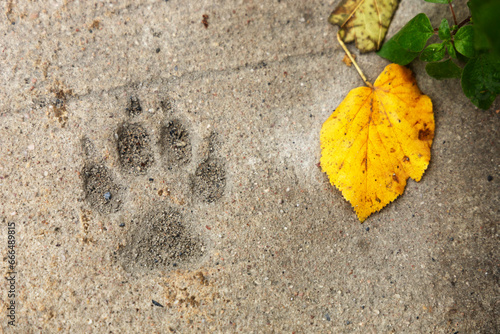 A dog's footprint on concrete with a yellow leaf nearby.