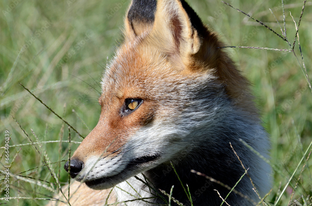 Fototapeta premium キツネ