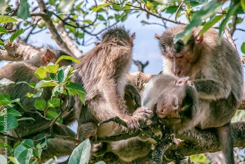 monkey relaxing 