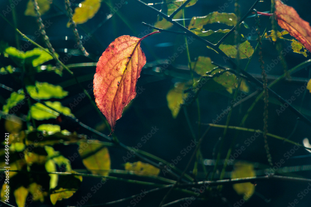 Obraz premium 日差しを浴びる紅葉した葉
