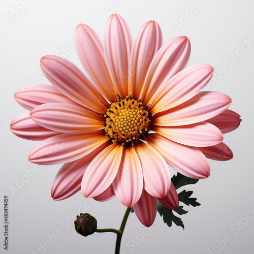 Pink Yellow Flower With Yellow   Hd   On White Background 