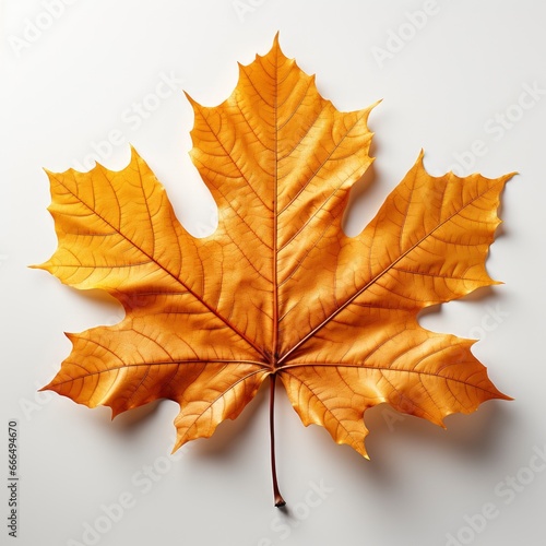 Realistic Fall Leaf , Hd , On White Background 