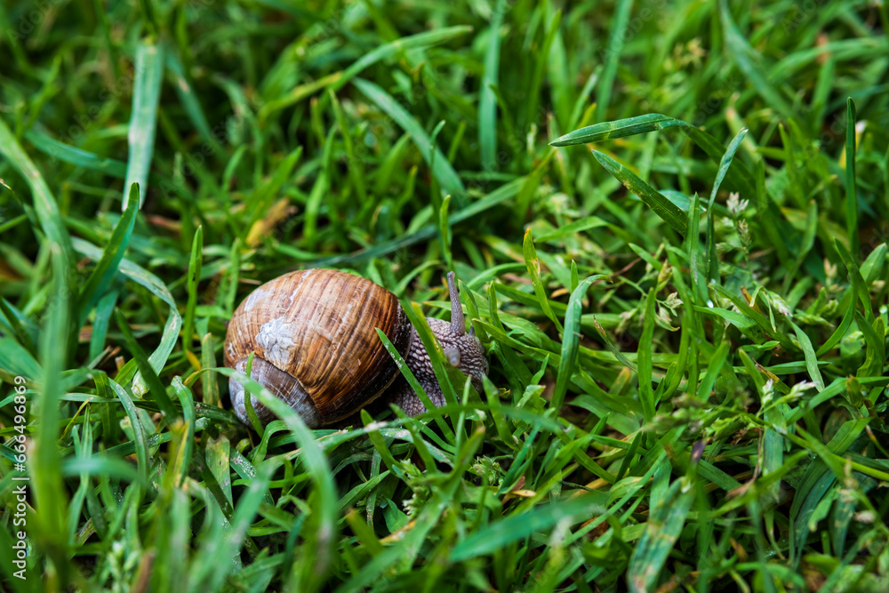 A large snail in a shell crawls on the grass, close-up view A large snail in a shell crawls on the grass, close-up view