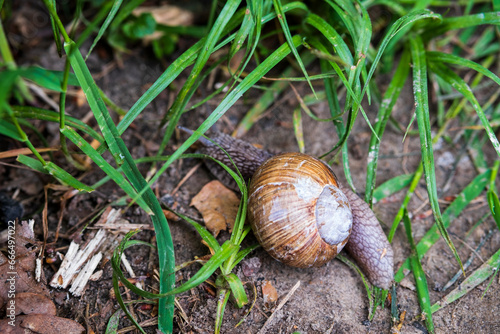 A large snail in a shell crawls on the grass, close-up view