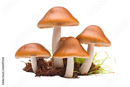 Inocybe mushrooms
