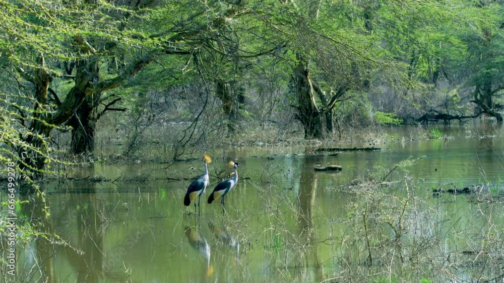 Two large colorful birds standing calmly in a Tanzanian swamp.