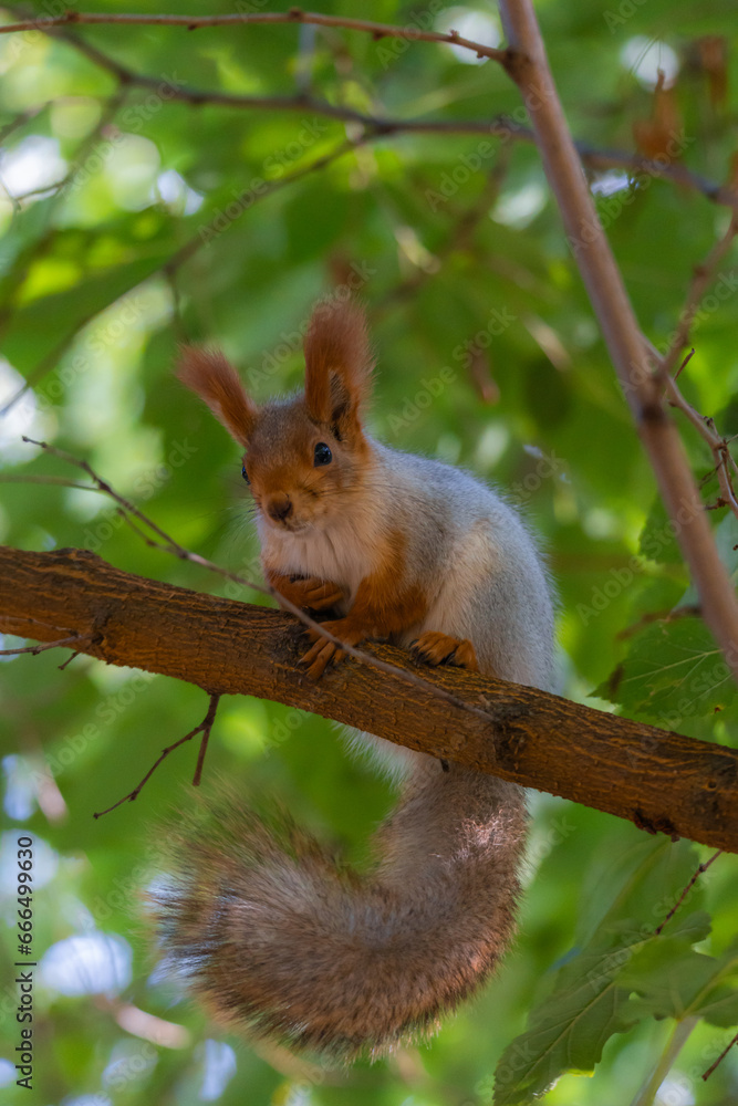 Portrait of a squirrel. Urban wildlife. Eurasian red squirrel (Sciurus vulgaris). Autumn park of Ukraine. The forest is full of rich, warm colors. Portrait of a squirrel. Urban wildlife. Eurasian red squirrel (Sciurus vulgaris). Autumn park of Ukraine. The forest is full of rich, warm colors.