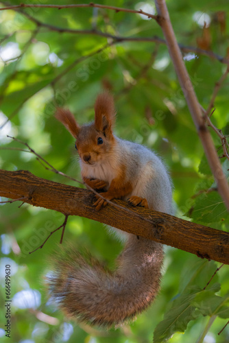 Portrait of a squirrel. Urban wildlife. Eurasian red squirrel (Sciurus vulgaris). Autumn park of Ukraine. The forest is full of rich, warm colors.