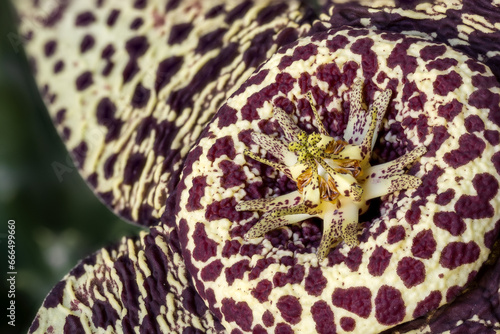 Star flower (Orbea variegata ) from the family Apocynaceae