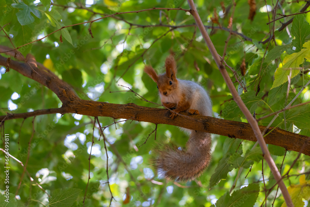Portrait of a squirrel. Urban wildlife. Eurasian red squirrel (Sciurus vulgaris). Autumn park of Ukraine. The forest is full of rich, warm colors. Portrait of a squirrel. Urban wildlife. Eurasian red squirrel (Sciurus vulgaris). Autumn park of Ukraine. The forest is full of rich, warm colors.
