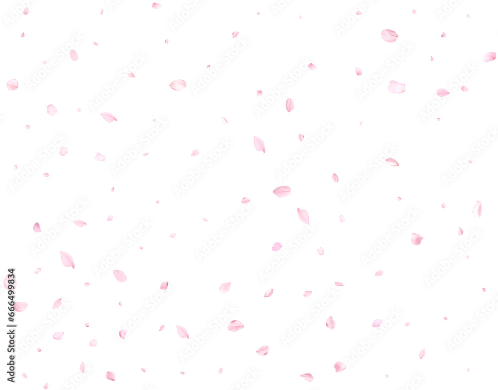 Beautiful delicate sakura petals.