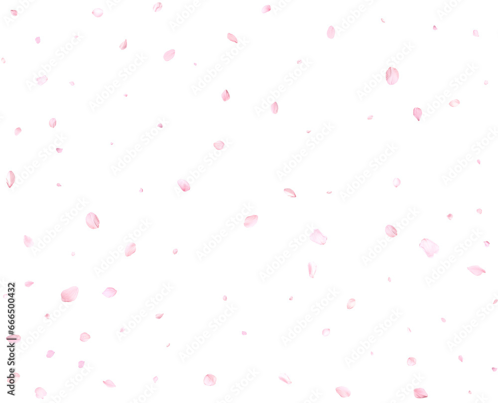 Beautiful delicate sakura petals.