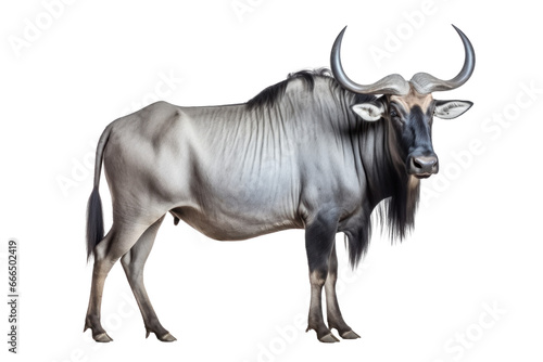 African antelope wildebeest gnu isolated on transparent white background photo