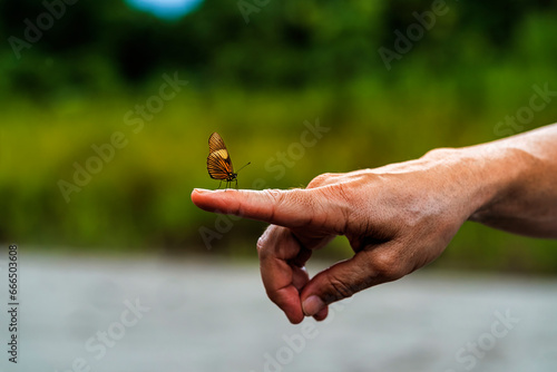 Crop unrecognizable person showing butterfly sitting on finger in nature photo