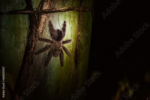 Spider on green surface in forest