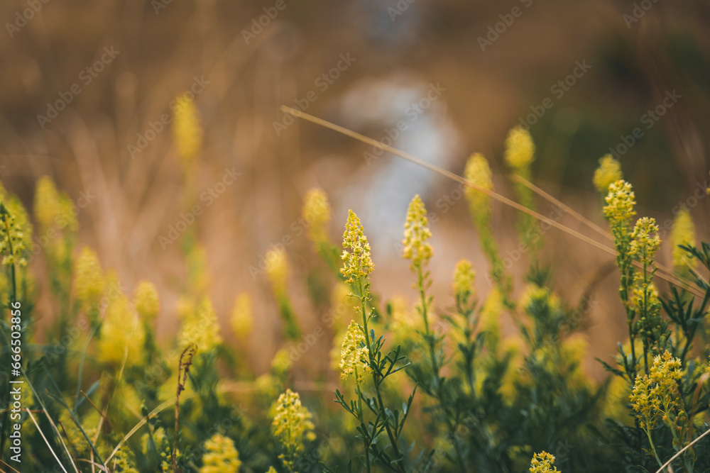 Yellow wild mountain flowers, beauty of nature, floral background
