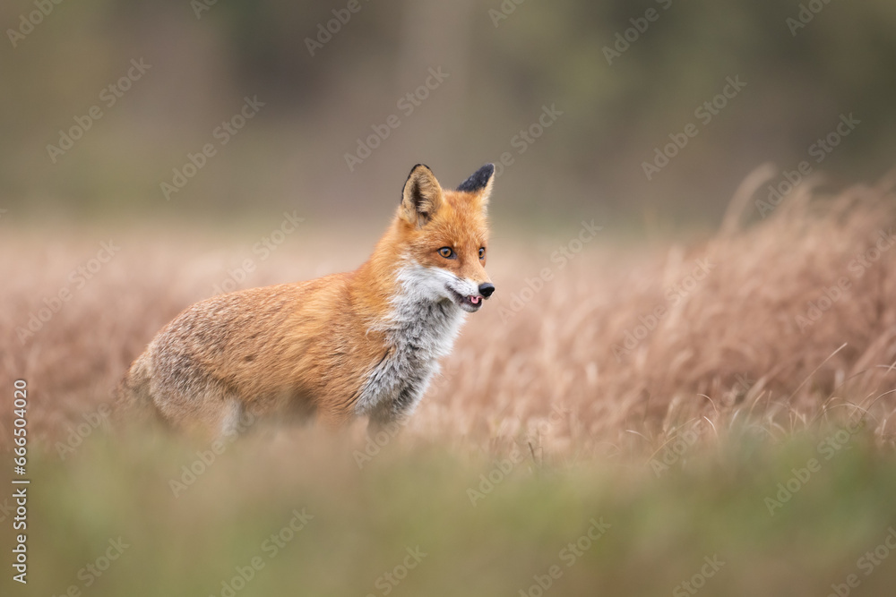 Red Fox Vulpes vulpes in natural habitat, Poland Europe, animal walking among meadow in amazing warm light Red Fox Vulpes vulpes in natural habitat, Poland Europe, animal walking among meadow in amazing warm light