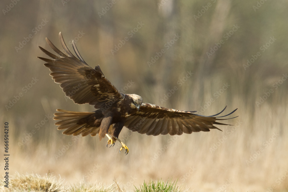 Obraz premium Flying Birds of prey Marsh harrier Circus aeruginosus, hunting time Poland Europe