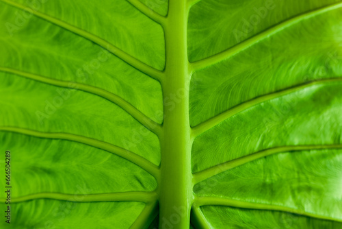 Detailed view of leaf veins in sunlight