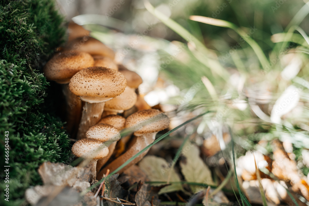 Honey mushrooms grow in the forest during autumn months Honey mushrooms grow in the forest during autumn months