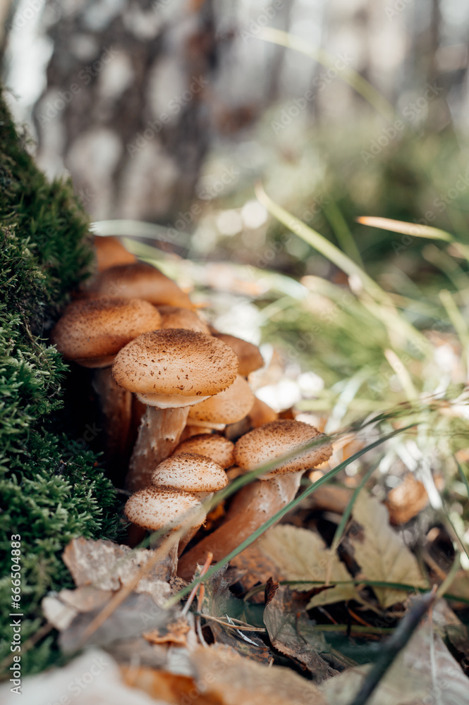 Honey mushrooms grow in the forest during autumn months Honey mushrooms grow in the forest during autumn months