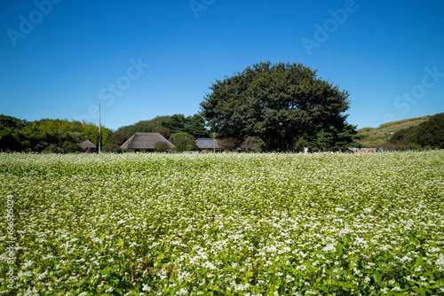 ソバの花と日本の小屋