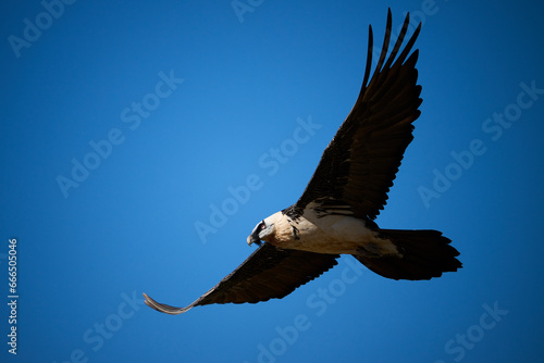Big eagle flying in daylight photo