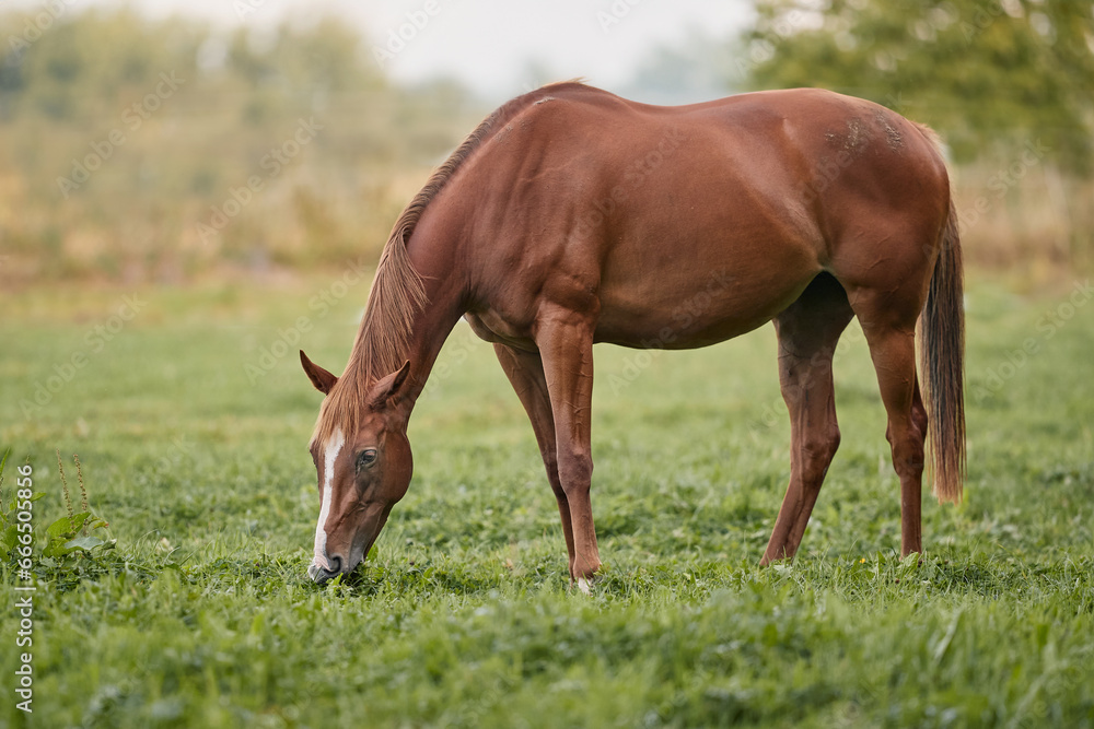 Brown stallion horse in the meadow Brown stallion horse in the meadow