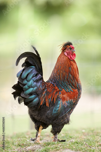 Rooster free on grass isolated on blurred background © erwin