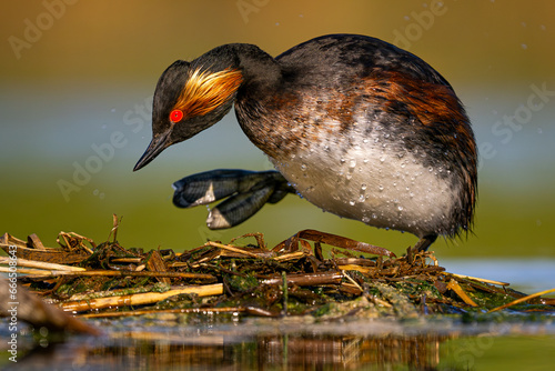 Podiceps nigricollis on dry grass on lake