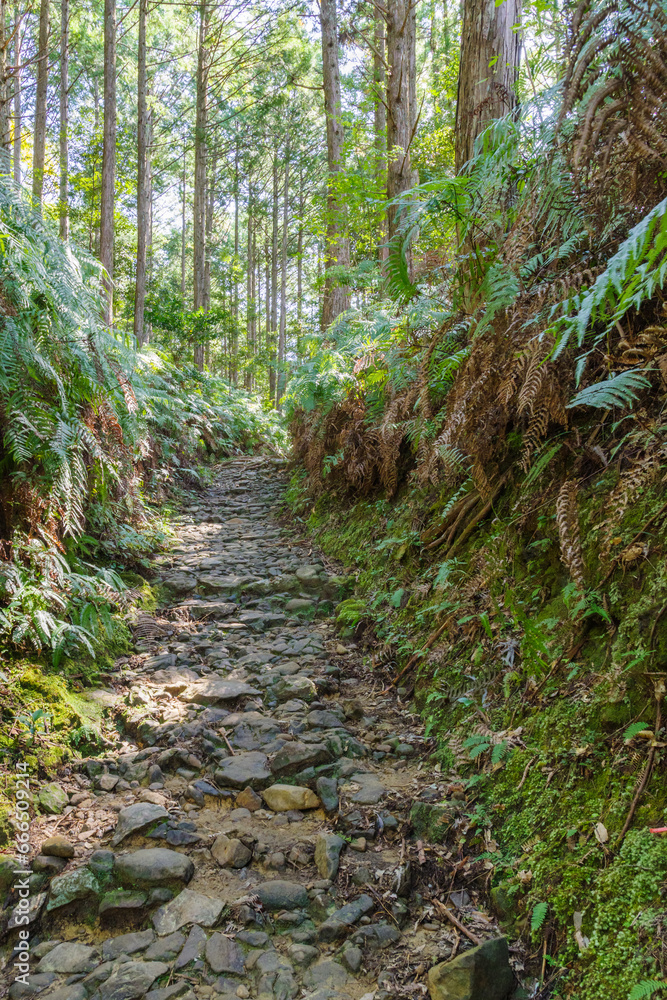 熊野古道の古い石畳 三軒茶屋跡付近(和歌山県田辺市本宮町) 熊野古道の古い石畳 三軒茶屋跡付近(和歌山県田辺市本宮町)