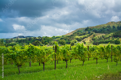 Rows of lush green grapevines in the foothills under stormy sky. White grapes ripening in a vineyard. Gisborne region, New Zealand
