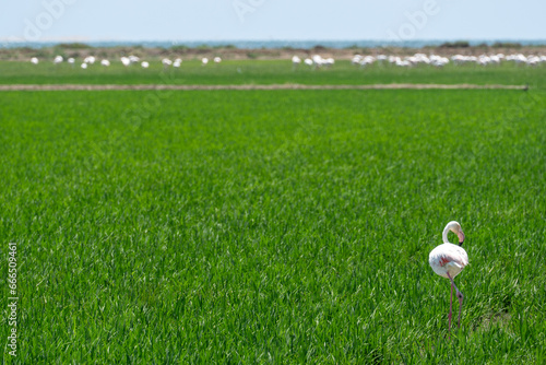 View of the rice fields of the Delta del Ebro with pink flamingos in a sunny day. photo