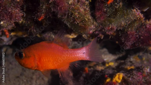 Close up Apogon imberbis red fish underwater in a cave together