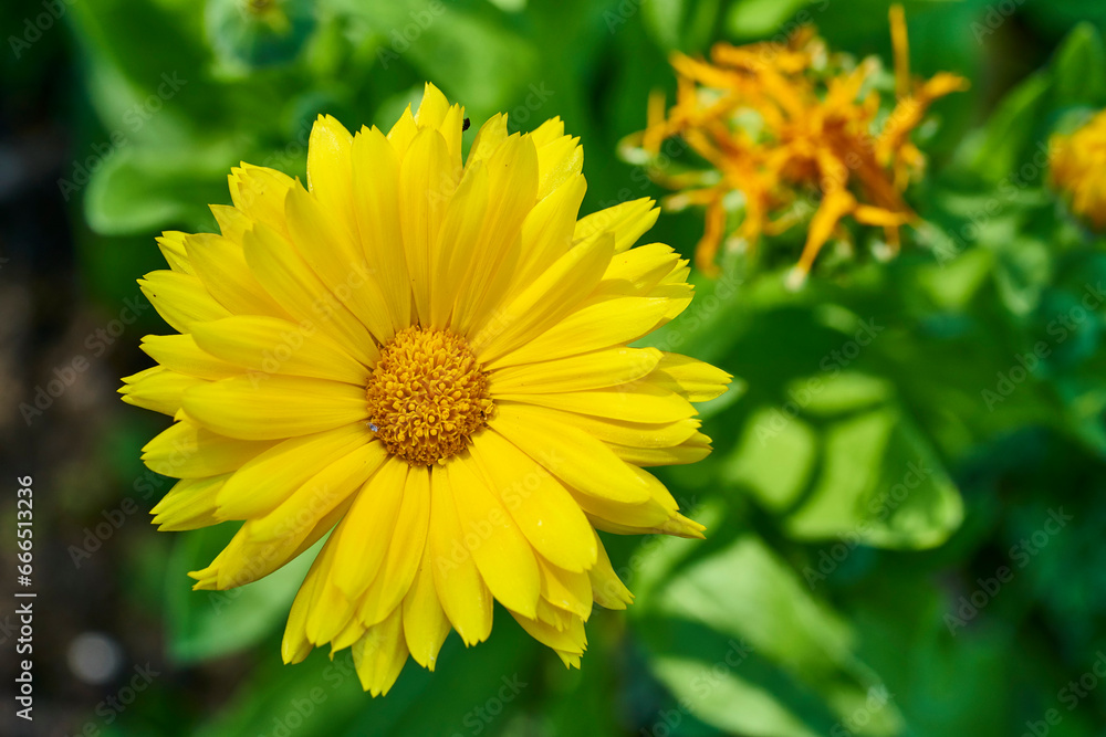 Nahaufnahme einer gelben Ringelblume
Nahaufnahme einer gelben Ringelblume