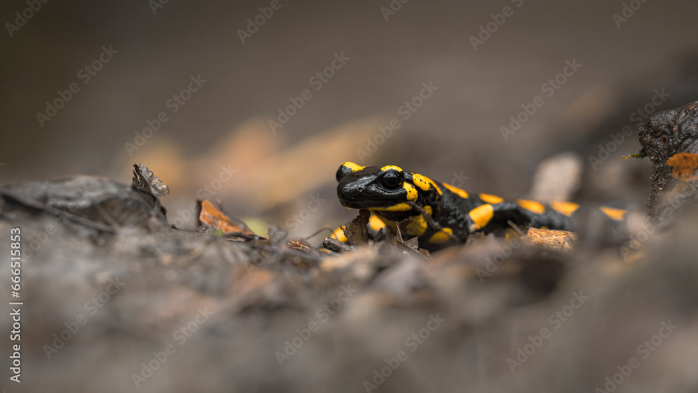 Feuersalamander (Salamandra salamandra) Feuersalamander (Salamandra salamandra)