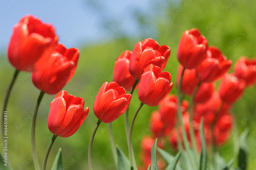 Red tulips blooming in a garden