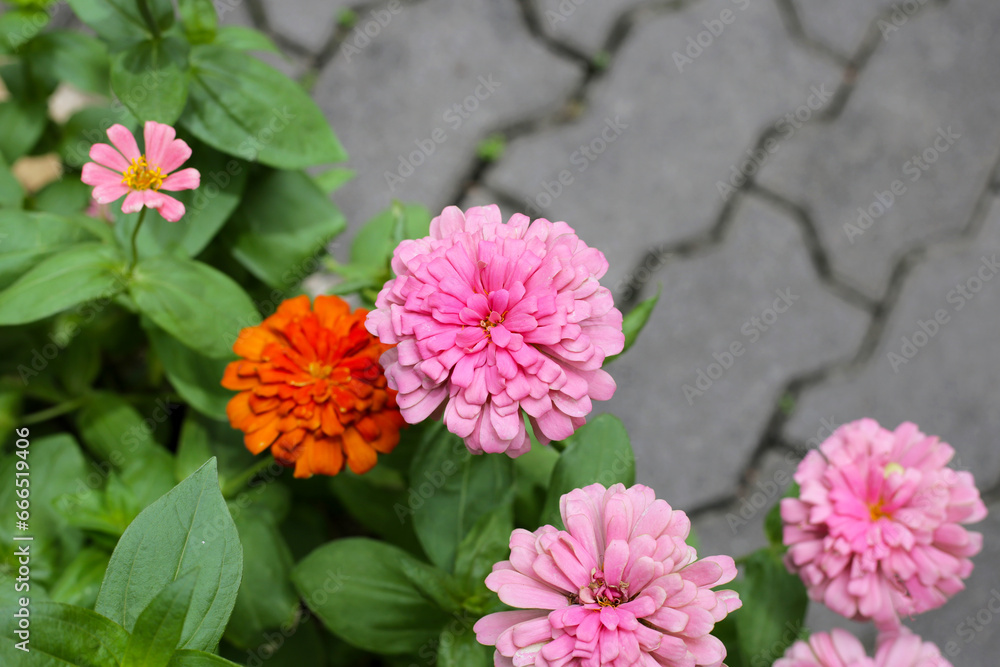 Fototapeta premium Colorful zinnia flowers blooming in the garden