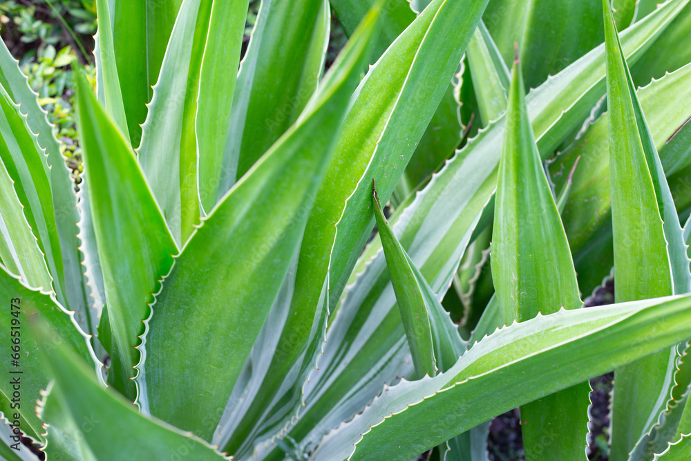 Agave plant in the garden. Furcraea fetida (L.) Agave plant in the garden. Furcraea fetida (L.)