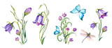 Set of purple bellflowers, dragonfly and blue butterflies. Watercolor illustration on white background.